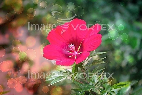 Flower royalty free stock image #871906189