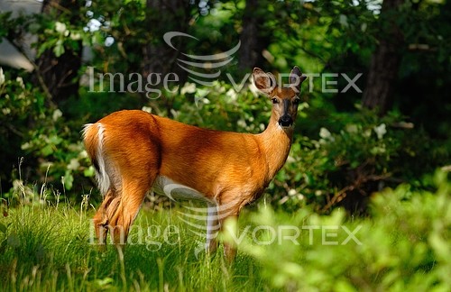 Animal / wildlife royalty free stock image #873197486