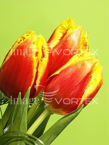 Flower royalty free stock image #875657770