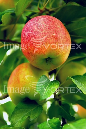 Food / drink royalty free stock image #877687212