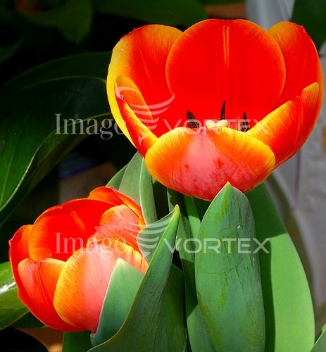 Flower royalty free stock image #877650631