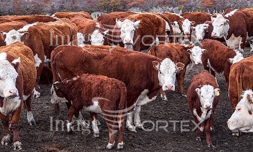 Industry / agriculture royalty free stock image #882613249