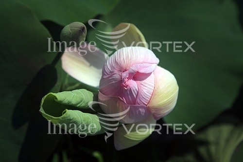 Flower royalty free stock image #883573819
