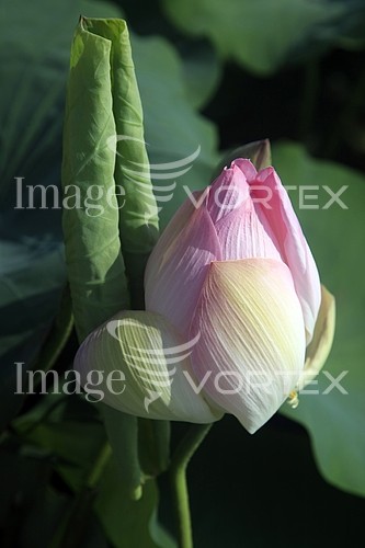 Flower royalty free stock image #883590212