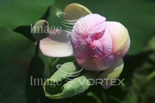 Flower royalty free stock image #883672630