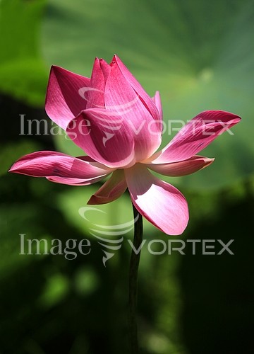 Flower royalty free stock image #883703462
