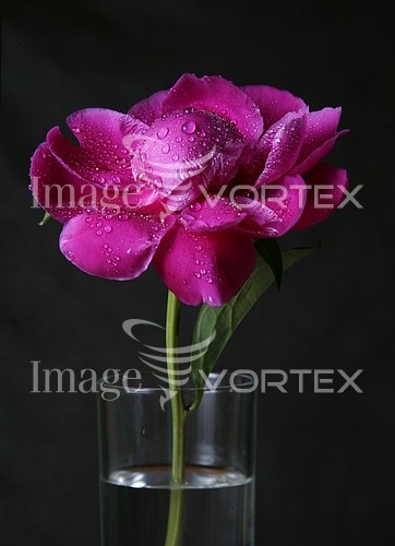 Flower royalty free stock image #884591052