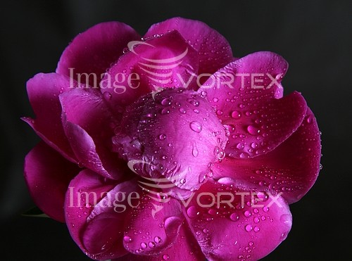 Flower royalty free stock image #884637393