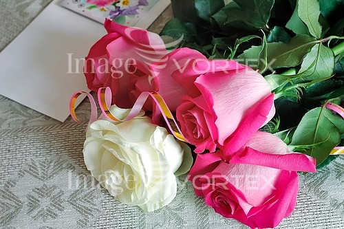 Flower royalty free stock image #886410994