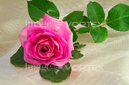 Flower royalty free stock image #887777115