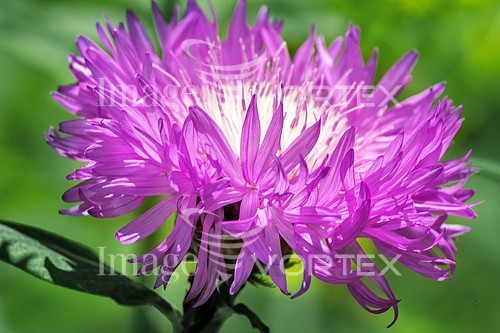 Flower royalty free stock image #888943696