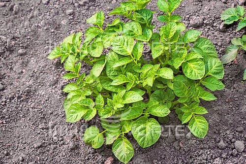 Industry / agriculture royalty free stock image #888932692