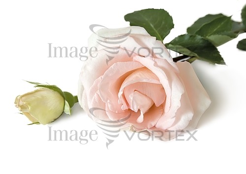 Flower royalty free stock image #889335091