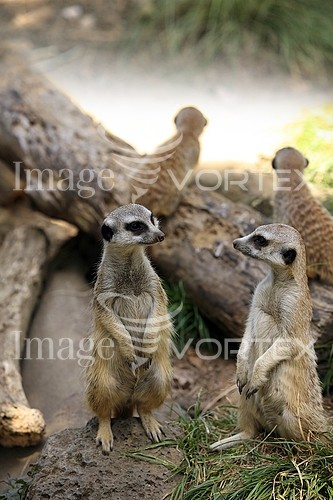 Animal / wildlife royalty free stock image #889859014