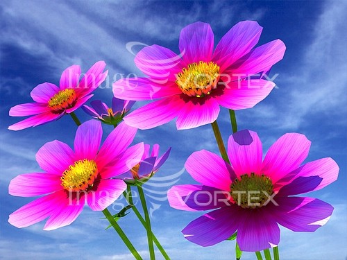 Flower royalty free stock image #892709795