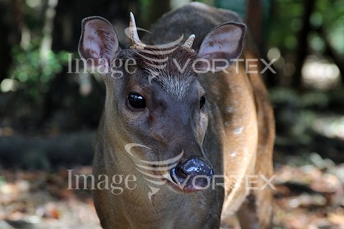 Animal / wildlife royalty free stock image #899702092