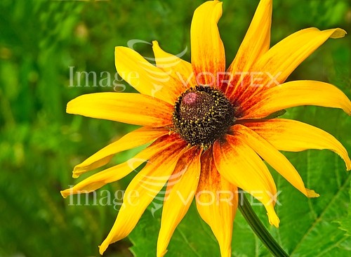 Flower royalty free stock image #899206019