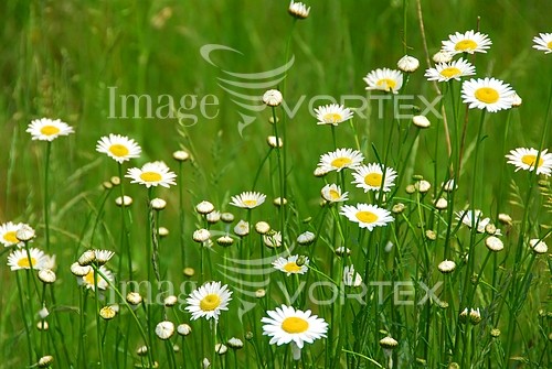 Flower royalty free stock image #902754312