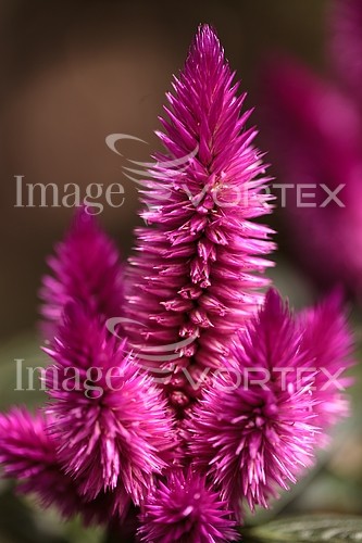 Flower royalty free stock image #902540374