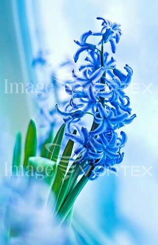Flower royalty free stock image #903847217