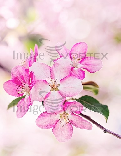 Flower royalty free stock image #903347820