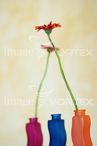 Flower royalty free stock image #904262279