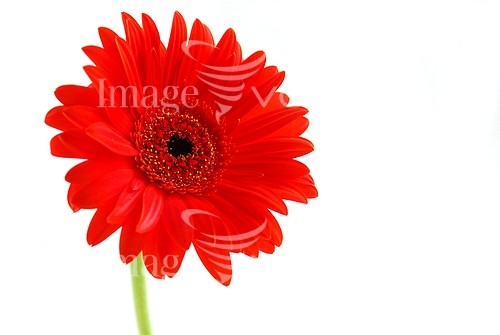 Flower royalty free stock image #905676649