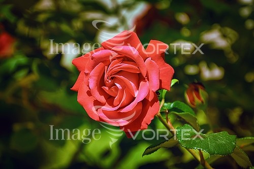 Flower royalty free stock image #911165880