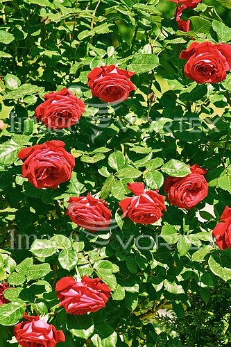Flower royalty free stock image #911171341