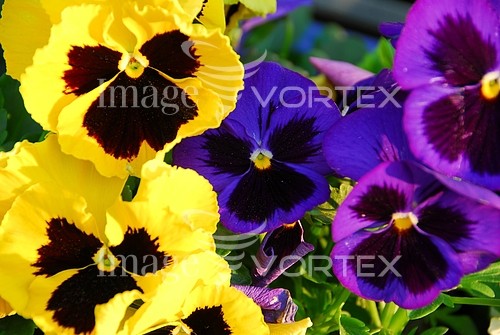Flower royalty free stock image #913749716