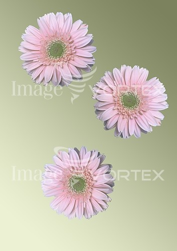 Flower royalty free stock image #917928806