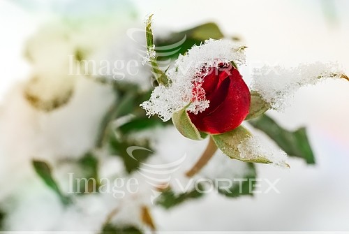Flower royalty free stock image #918787988