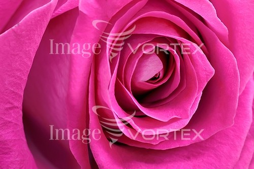 Flower royalty free stock image #919007723