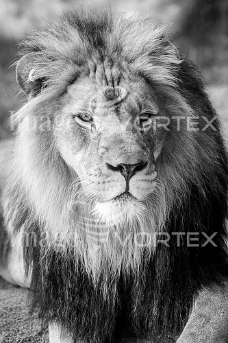Animal / wildlife royalty free stock image #921886575