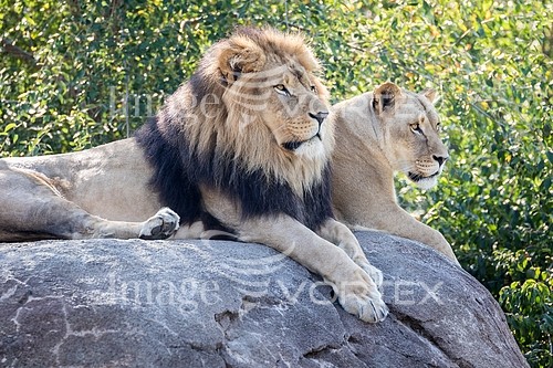 Animal / wildlife royalty free stock image #922500970