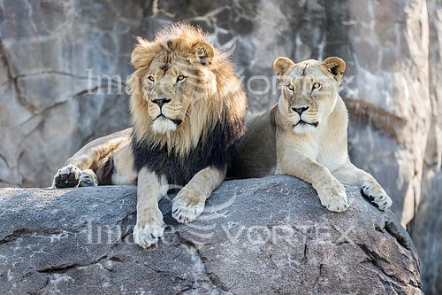 Animal / wildlife royalty free stock image #922513335