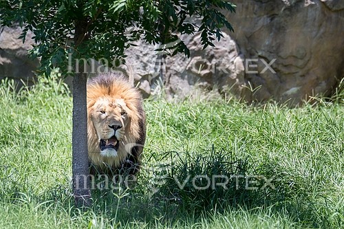 Animal / wildlife royalty free stock image #922751505