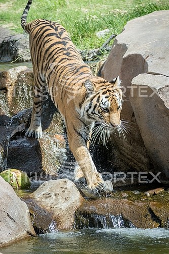 Animal / wildlife royalty free stock image #922493802