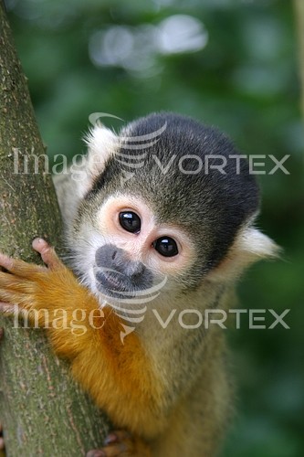 Animal / wildlife royalty free stock image #924790219