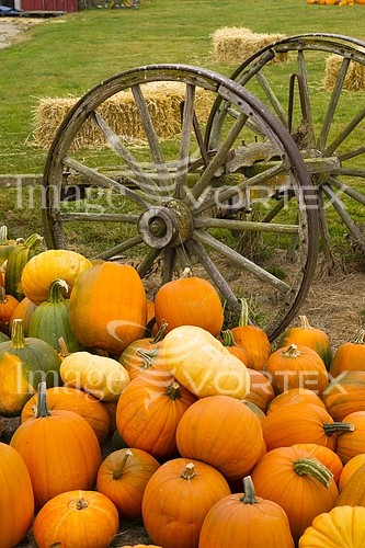 Industry / agriculture royalty free stock image #924703093
