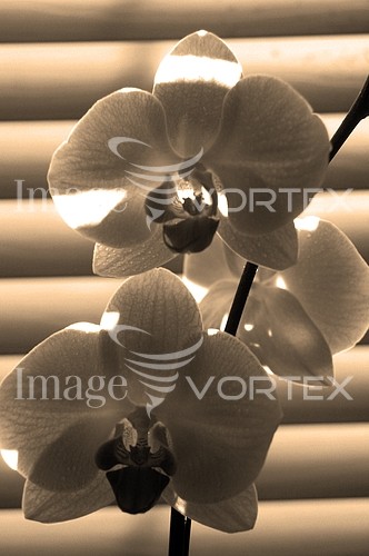 Flower royalty free stock image #926161625