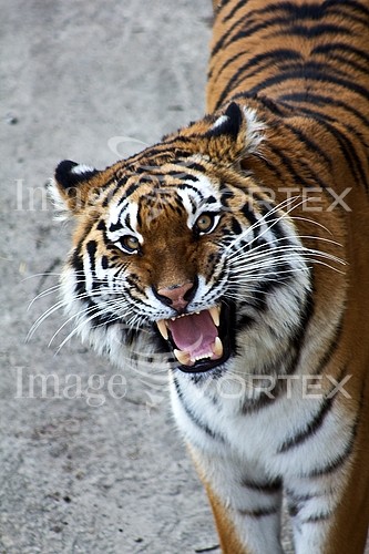 Animal / wildlife royalty free stock image #930992062