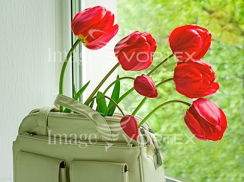 Flower royalty free stock image #930954070
