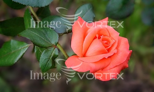 Flower royalty free stock image #932875461