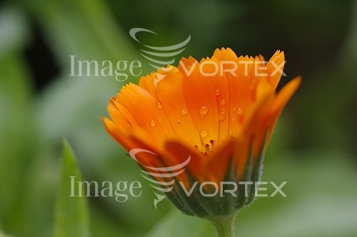 Flower royalty free stock image #935929404