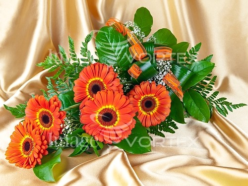 Flower royalty free stock image #937381704