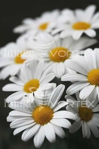 Flower royalty free stock image #938469356