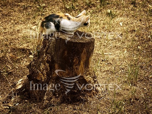 Pet / cat / dog royalty free stock image #939010979
