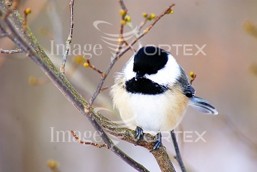 Bird royalty free stock image #941806753