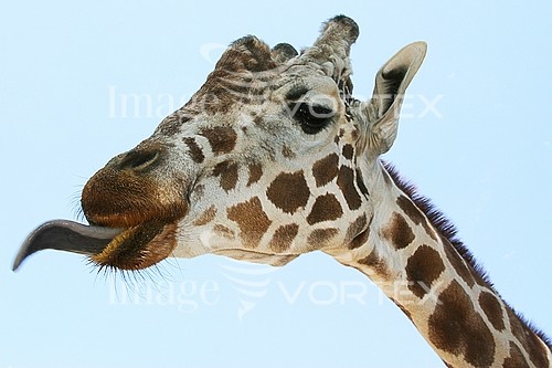 Animal / wildlife royalty free stock image #950891352